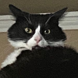 Meet your Posher, Hector